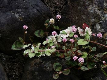 High angle view of pink flowering plant