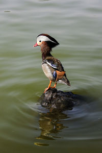 Close-up of bird perching on lake