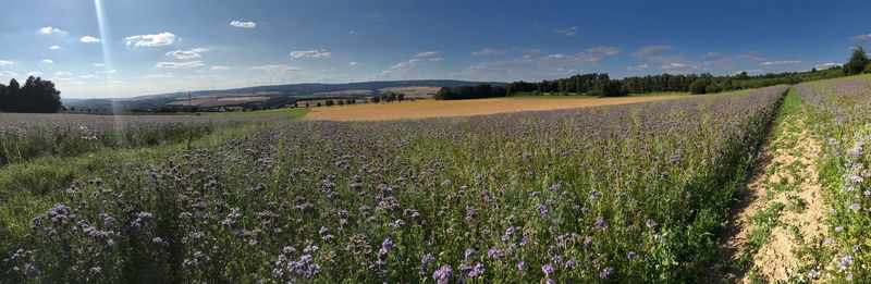 Scenic view of agricultural field against sky