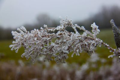 Close-up of frozen cherry blossom tree during winter