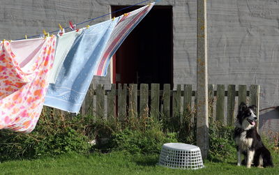 Clothes drying on a dog