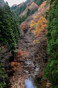 Scenic view of river in forest