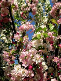 Low angle view of blooming tree