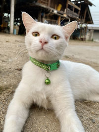 Close-up portrait of a cat