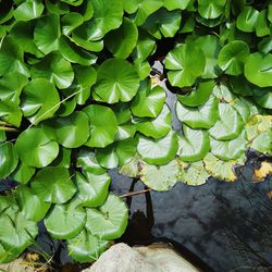 Leaves on plant