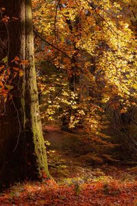 Trees growing in forest during autumn