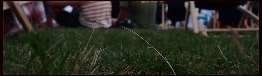 People on grassy field