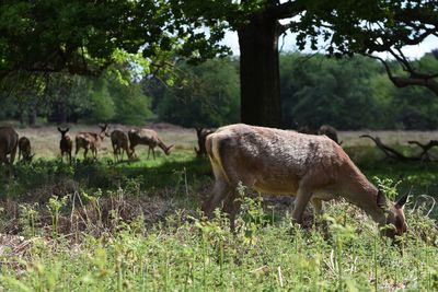 Horses grazing on field