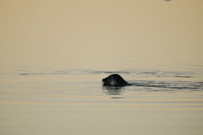 Horse swimming in sea against sky