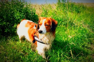 Dog standing on grassy field