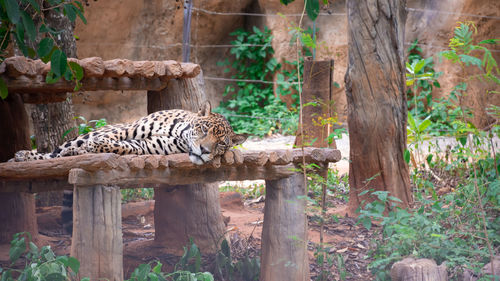 Male white lion relax on park in zoo