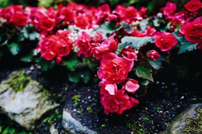 Close-up of pink flowers