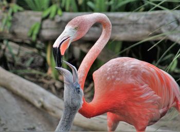 Close-up of flamingo in water