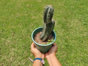 High angle view of person holding plant on field