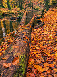 Autumn leaves on fallen tree in forest