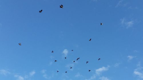 Low angle view of birds flying in sky