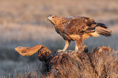 Close-up of eagle perching on rock