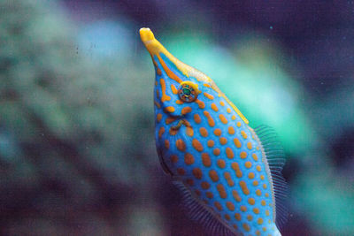 Close-up of fish swimming in tank at aquarium