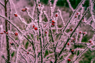 Close-up of berries on tree in wintertime