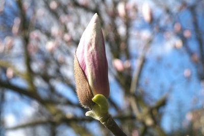 Close-up of flower buds