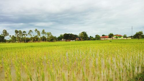 Scenic view of agricultural field against sky