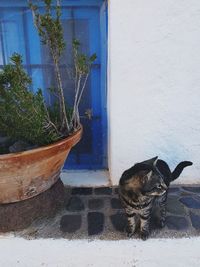 Cat on wall