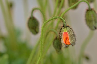 Close-up of flower on plant