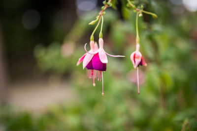 Close-up of pink flowering plant