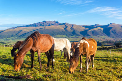 Horses grazing on grassy landscape against sky