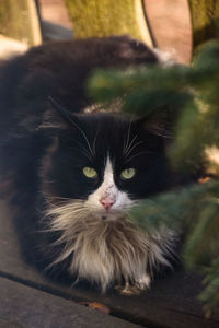 Close-up portrait of cat