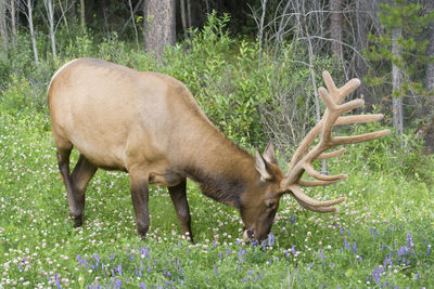 Deer grazing on field