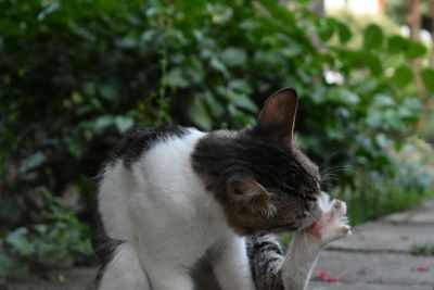 Close-up of cat sitting outdoors