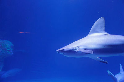 Close-up of fish swimming in sea