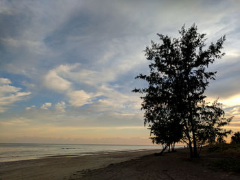 Silhouette tree on beach against sky during sunset