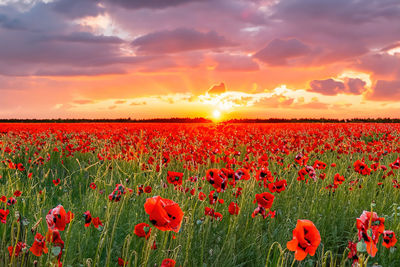 Sunset over a field of poppies. red poppies on the field at sunset. beautiful landscape.