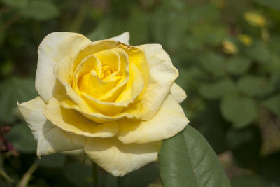 Close-up of yellow rose blooming outdoors