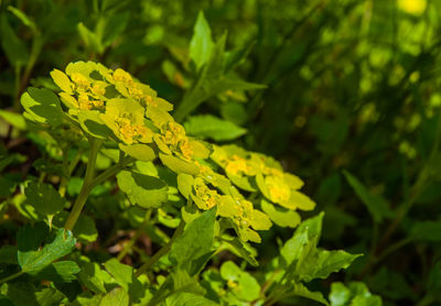 Close-up of fresh green plant