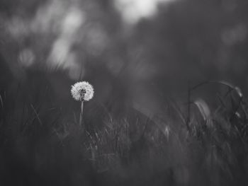 Close-up of white flowers