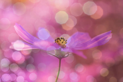 Close-up of insect on purple flower