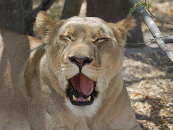 Close-up of cat in zoo