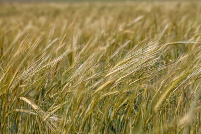 Close-up of stalks in field