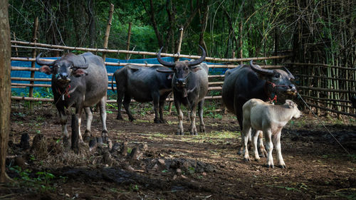 Cows standing in a field