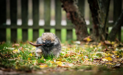 Portrait of an animal on field