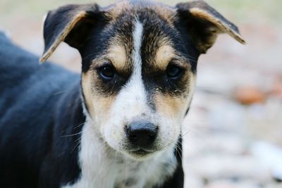 Portrait of a dog