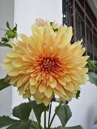 Close-up of yellow flower blooming outdoors