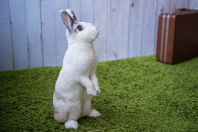 Close-up of white rabbit lying on grass