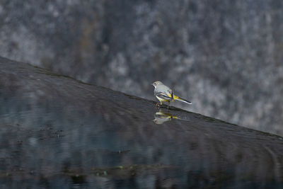 A grey wagtail, motacilla cinerea walking in the water at a weir with reflection in the uk.