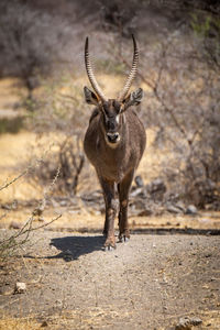 Male common waterbuck stands staring at camera