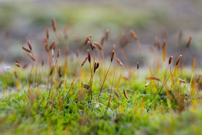 Close-up of plants on field