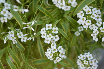 Close-up of white flowers